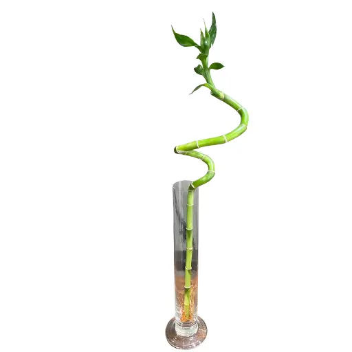 Bambu de la suerte espiralado 40cm con florero 